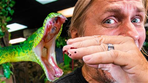 Check spelling or type a new query. GREEN TREE PYTHON BITES ME AS I FEED MY SNAKES PIGS ...