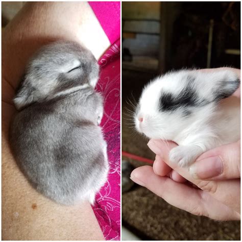 ***** karen sez ***** if all the kits have their eyes open but one, then it is time to gently clean around that kit's eyes with a damp rag. 2 week old baby bunny siblings! : aww