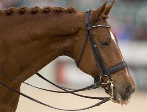 Fédération equestre weltweit rund 250 pferde werden in diesen tagen nach tokio verfrachtet. Diese Sportlerin hat die Olympiade verlassen um ihr Pferd ...