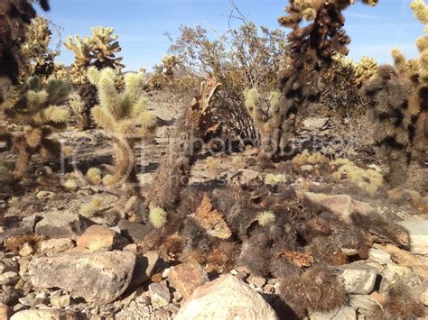 Christmas cacti are available in a wide array of colors including magenta, yellow, purple, white, pink, and orange. Jumping Cholla Cactus Garden | Feel Attract Explore with Janet