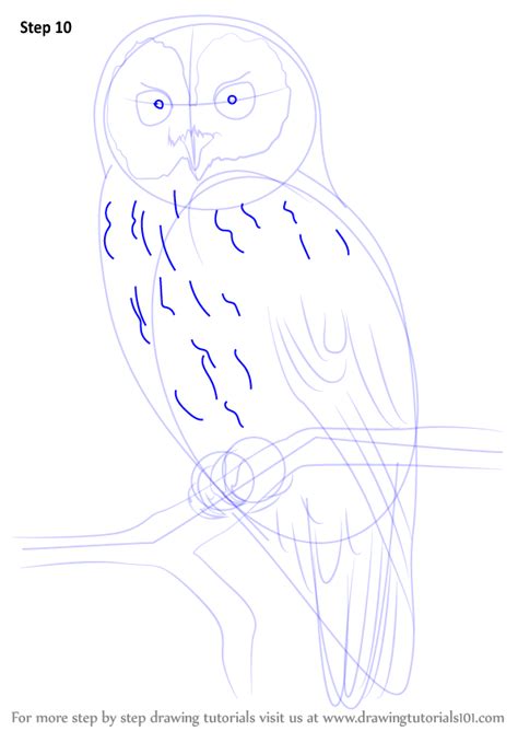 Though we can also draw cruel one with the rat in his mouth but we prosperous to draw cute one here. Learn How to Draw a Tawny Owl (Owls) Step by Step ...
