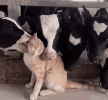 Why day calls me cow? Cat Cat Cows GIF - Cat CatCows Cows - Discover & Share GIFs