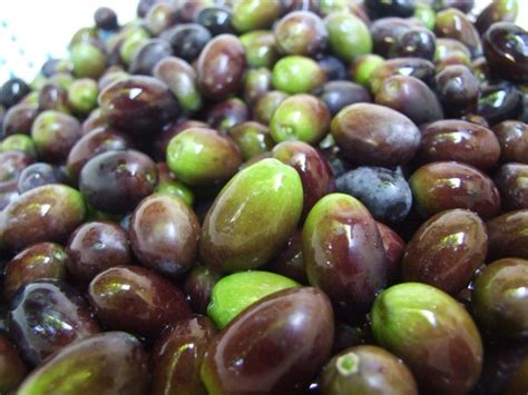 Le olive geraci nocellara del belìce la cultivar nocellara del belìce è un'oliva straordinaria da sempre tante ricette tipiche, conserve della tradizione, realizzate con i prodotti siciliani di stagione. Olive. Guida alla conservazione secondo i metodi contadini
