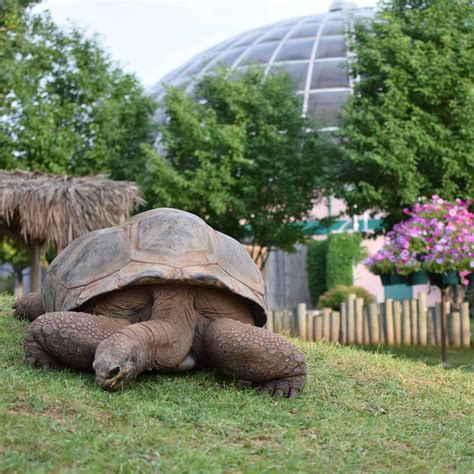 We did not find results for: Did you know that Reptile Gardens, located six miles ...