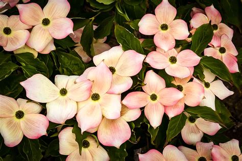 The exposed inner of the petals is a lovely white that contrasts beautifully with the left over pink, before these tiny flowers phase through different shades of lilac, lavender and pale blue. Stellar Pink Dogwood Trees For Sale Online | The Tree Center™