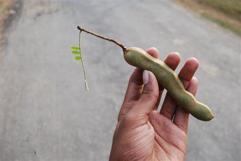Mun nuna muku yadda ake shirya. Yadda Zaki Hada Tamarind Juice. | Tarihi