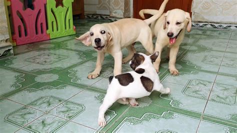 French bulldogs are available for adoption on dogsblog.com periodically. First Time Funny Labrador Puppies Meet French Bulldog | Gã ...