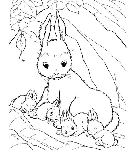 Kelinci adalah hewan biasa ada dalam cerita, kartun, dan pada hari libur tertentu, seperti paskah. Gambar Mewarnai Hewan Kelinci Terbaru | gambarcoloring