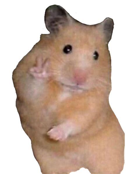 Explore similar animals vector, clipart, realistic png images on png arts. Hamster Meme Png Transparent - Hamster Memes Clean / 500 x ...