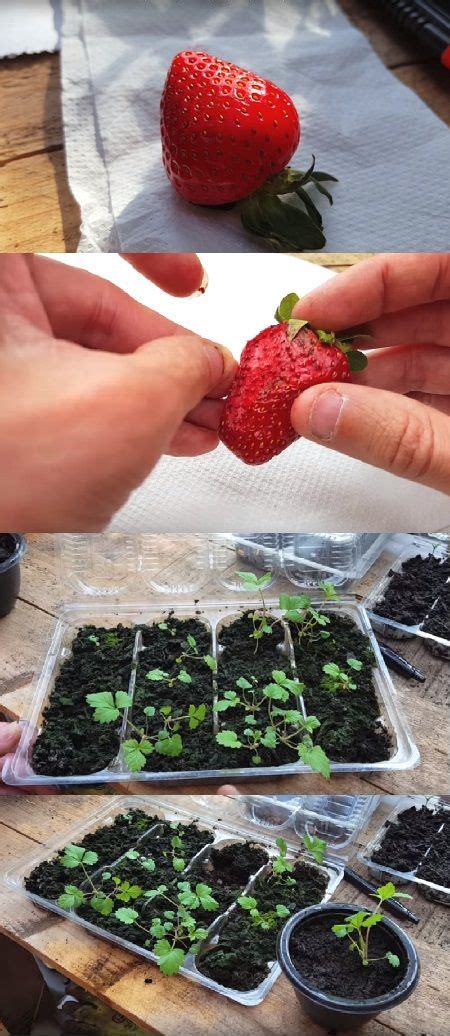 Bella, miniature wax plant, is a dwarf best grown in a basket; How To Grow Strawberries From Seed #how #grow # ...