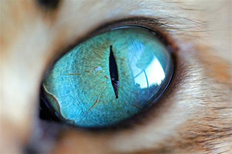 There's no such thing as a. Stunning close up images capture the beauty of cats' eyes ...