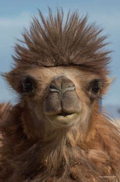 There are 205 one humped camels for sale on etsy, and they cost 18,32 $ on average. 176 Best Hump Day images in 2020 | Wednesday hump day ...