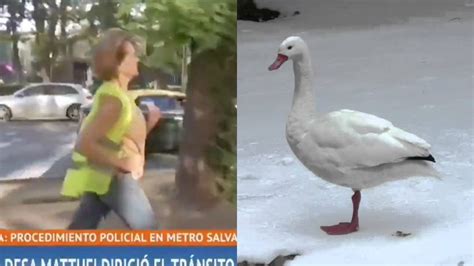 Fui diputada, senadora y ministra del trabajo. Matthei reporta avistamiento de evasivo Cisne: "Corría más ...