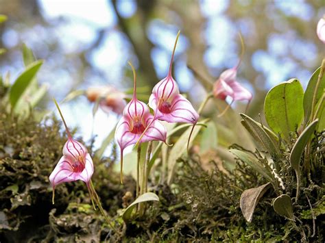 This list may not reflect recent changes (). Beautiful orchids (Masdevallia yungasensis)- Orquídeas her ...