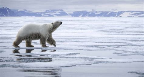 Si l'on voit souvent des photographies d'ours polaire sur la banquise, il est, après tout, forcé de passer plus de temps sur la terre ferme, rappelle françoise gervais. Journée mondiale des ours polaires - Martinique 2030