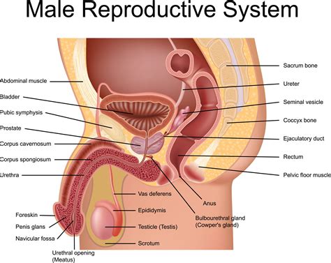 We will start out with six female body types and then follow that up with six male body types. Male Urinary Tract Diagram — UNTPIKAPPS