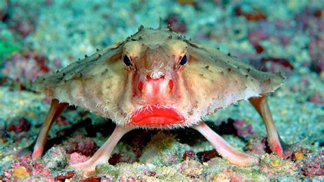 Quick facts about this gelatinous deep sea creature! Världens skönaste djur | Listor.se