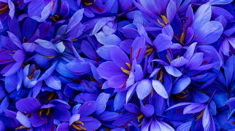 Crocus flowers do not have stems. Bing HD Wallpaper Nov 6, 2019: Saffron in bloom - Bing ...