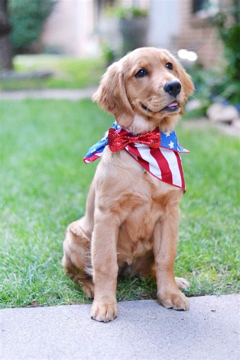 Each one of these adorable golden retriever puppies has great personalities and our easily trained. Golden Retriever Puppies Florida Near Me - Pets Ideas