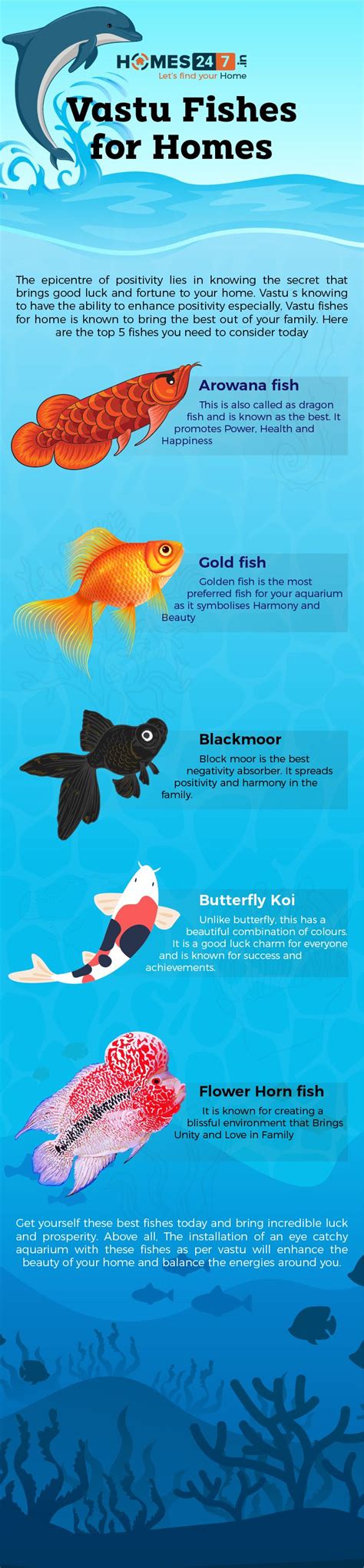 Also, do not place an aquarium in the kitchen as it may generate health complications in the family. Vastu Fishes for Home | Home aquarium, Butterfly koi, Fish