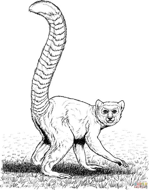 Here are complex coloring pages for adults of animals. Lemur coloring pages download and print for free