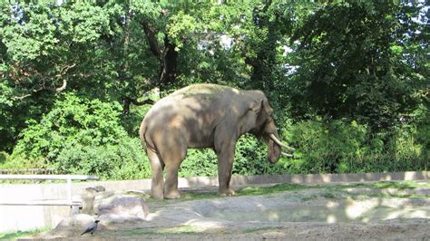 Zoo used to be west berlin's main station in the city center. Zoological Gardens Berlin - YouTube