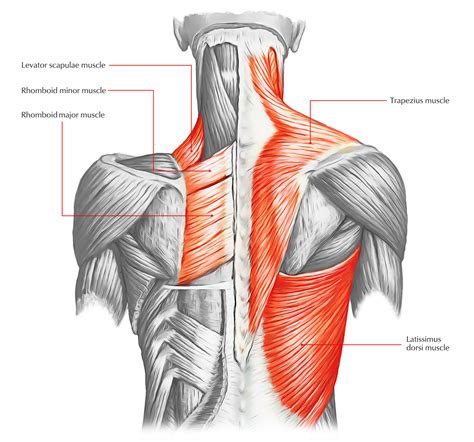 Upper and mid back pulled muscles can. Back Muscles - 28 Major 【Muscles of the Back】 - Earth's Lab