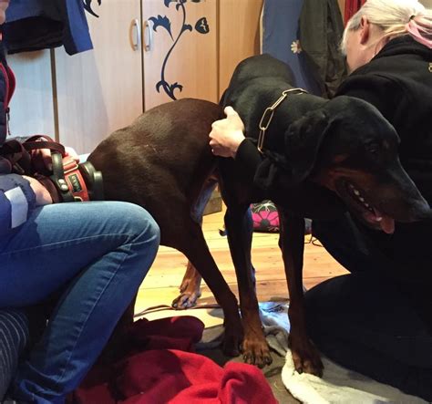The european dobermans are still used as work dogs and are just built different. Uutisia - SOUTHERN HOOLIGANS DOBERMANN