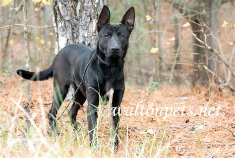 So if you are considering adopting a german shepherd belgian malinois mix, you should research as much about the puppy's parents as you can. Black Shepherd Malinois Coal Adopted! - WALTONPETS.NET