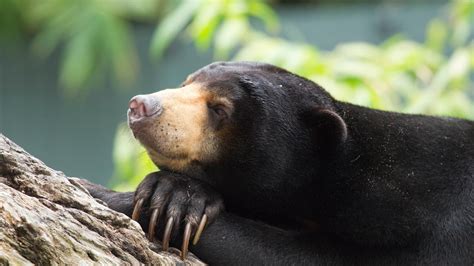 Perth zoo is one of the world's leading conservation zoos, supporting local, regional and international projects designed to conserve species in the wild. Sun Bear Talk | Perth Zoo