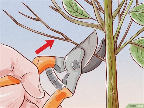Weigela is een heester die aan de voet van de plant (en ook hogerop de twijgen) nieuwe twijgen vormen. Weigela snoeien: 11 stappen (met afbeeldingen) - wikiHow