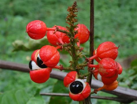 Ambarella fruit is an edible fruit in the tropical tree with crispy and juicy along with the fiber originates. Guarana