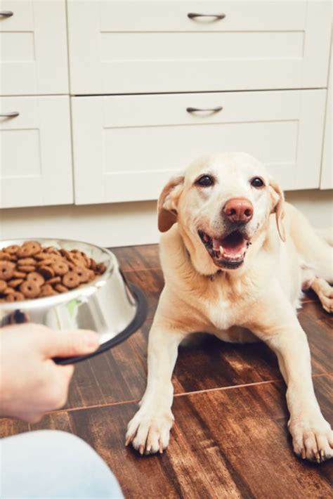 Did you enjoy the taste? Can Labradors Eat A Raw Meat Diet in 2020 | Labrador ...