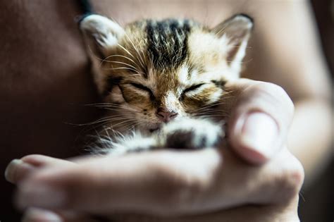 Villeicht muss man sie oft auf den hof ausführen? Kastration von Katzen und Katern - damit aus zwei nicht ...