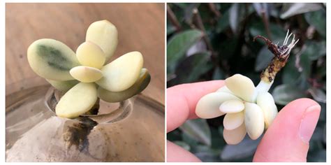 Comprar online una planta viva de cotyledon orbiculata cv. A Primer: Cotyledon Orbiculata cv Variegata - Cedar Creek ...