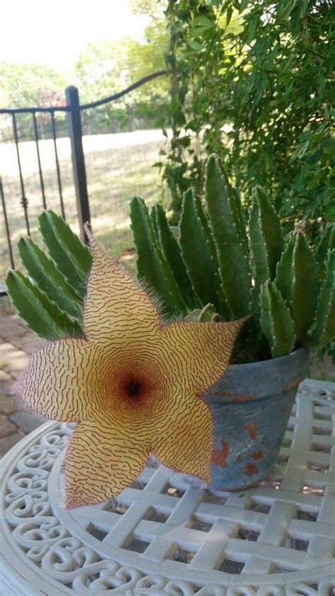 Here's how to care for your christmas cactus and keep it blooming during the cold. Starfish Stapelia Bloom | Tuin