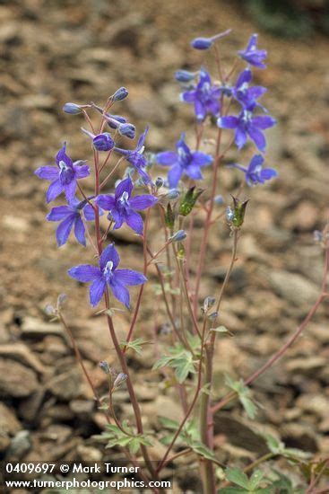 Mother nature of the pacific northwest. Delphinium glareosum | rockslide larkspur | Wildflowers of ...