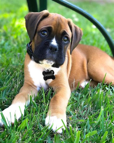 Die welpen sind alters entsprechend. Boxer - Energetic and Funny | Boxer welpe, Hundebabys ...