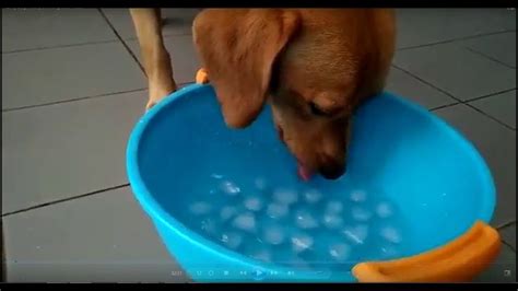 Once they've been weaned, they should be drinking between 0.5 to 1 fluid ounce per pound of body weight each day. Funny Dog Mickey Drinking Cold Water | Funny dogs, Cold ...