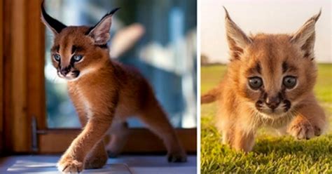 The black tuft of hair on its ears is actually one of the only shared traits with the lynx family. ¡Cuánta razón! / Para todo lo que estés haciendo, te ...