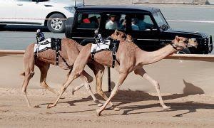 Further research in other parts of arabia is necessary in order ,to identify the area. Camel racing in the United Arab Emirates, a sport of ...