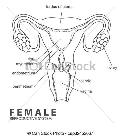 Their part will not only involve producing in the female body, the ovaries are considered to be the major reproductive organs. Vector illustration of female reproductive system.