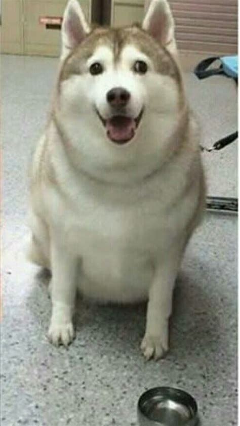 Fat doggo just changed their logo. Fat Doggo : Dogs Are Doggos An Internet Language Built ...