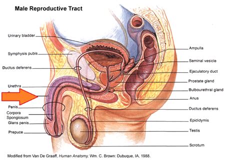 Urethra function in male reproductive system. Quiz- Male Reproductive System at Portland Community ...