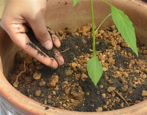 Cara tanam orkid cattleya untuk elak masalah akar mudah reput impiana. Ini Cara Hasilkan Ramuan Rahsia Campuran Tanah Untuk Sayur ...