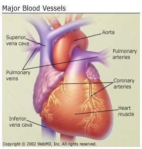 Blood return from lungs by 4 major pulmonary veins to left atrium to left ventricle to aorta and body and then back again. Major Blood Vessels. | Blood vessels, Vessel, Blood