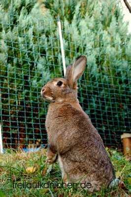 We did not find results for: Freilaufende Kaninchen im Garten mit elektrischem ...