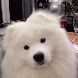 .gifs of tricks, accidents and science. Samoyed GIFs | Tenor