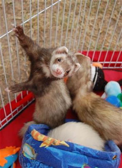 Es stammt mit hoher wahrscheinlichkeit vom europäischen iltis (mustela putorius) ab. Die artgerechte Haltung von Frettchen | markt.de