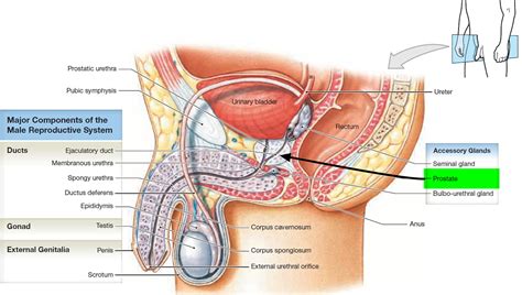 Symptoms and signs of an enlarged prostate include blood in the urine, the inability to urinate, frequent urination, and a slow flow or dribbling urine.medications and surgery are available if an enlarged prostate is causing problems. Enlarged prostate signs, symptoms, causes, diagnosis and ...